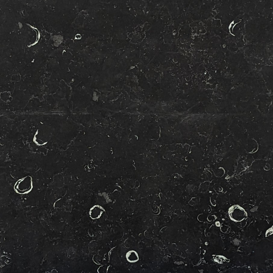 Birr Oyster Fossil Black | limestone slab
