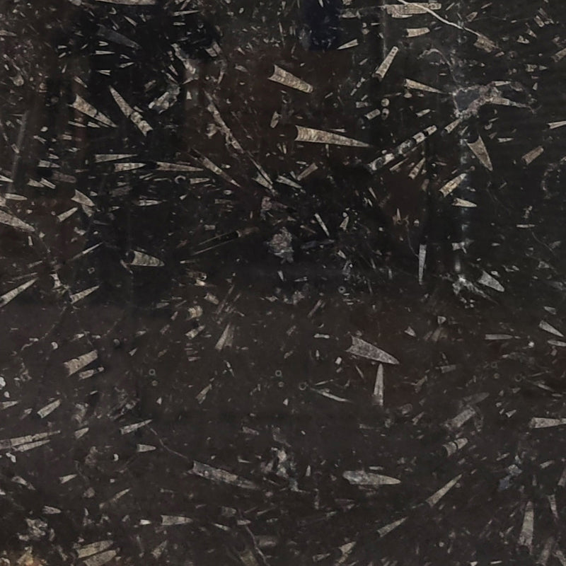 Grand Fossil - Marble Slab - 00055