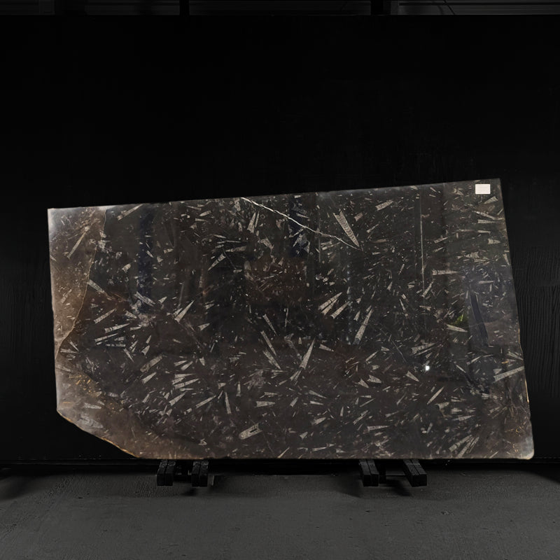 Grand Fossil - Marble Slab - 00055