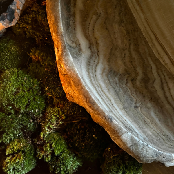 Lapicida - Petrified Wooden Bowls